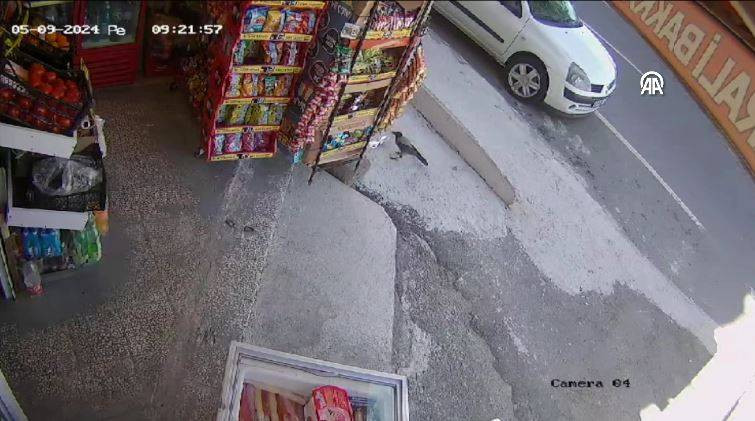 Bakkaldan cips çalan karga suçüstü yakalandı! Etrafı kolaçan etti paketi alıp kaçtı - Resim: 23